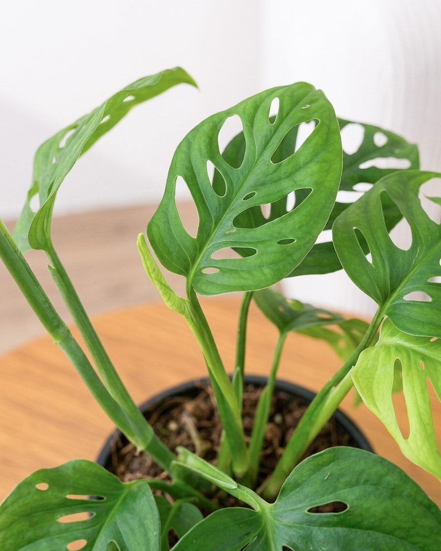 Broken Heart Plant