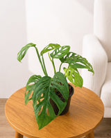 Broken Heart Plant