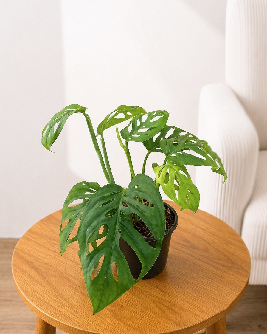 Broken Heart Plant