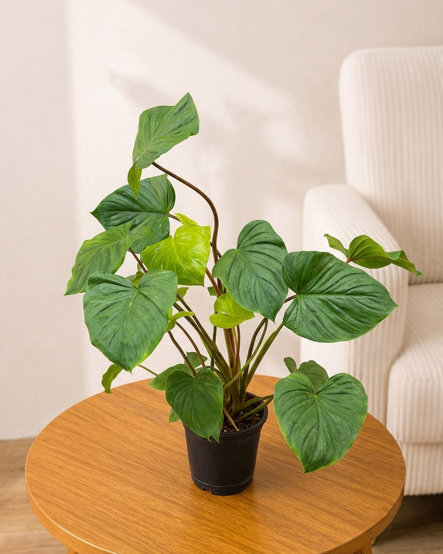 Homalomena Plant