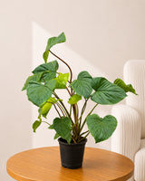 Homalomena Plant
