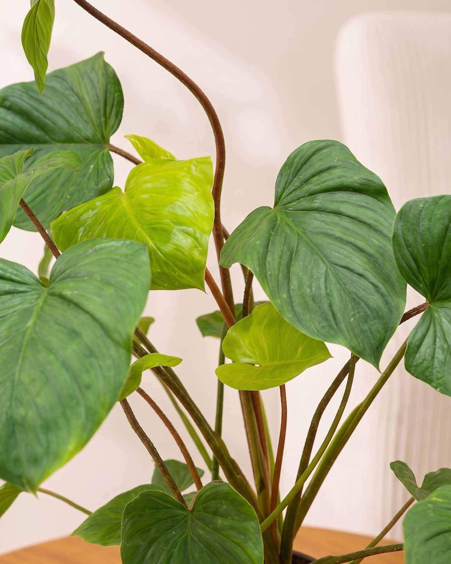 Homalomena Plant