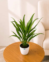 Aglaonema Commutatum Silver Queen