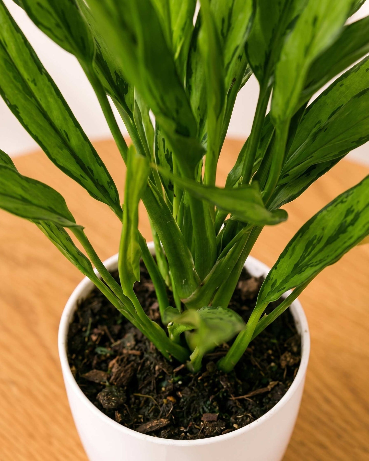 Aglaonema Commutatum Silver Queen
