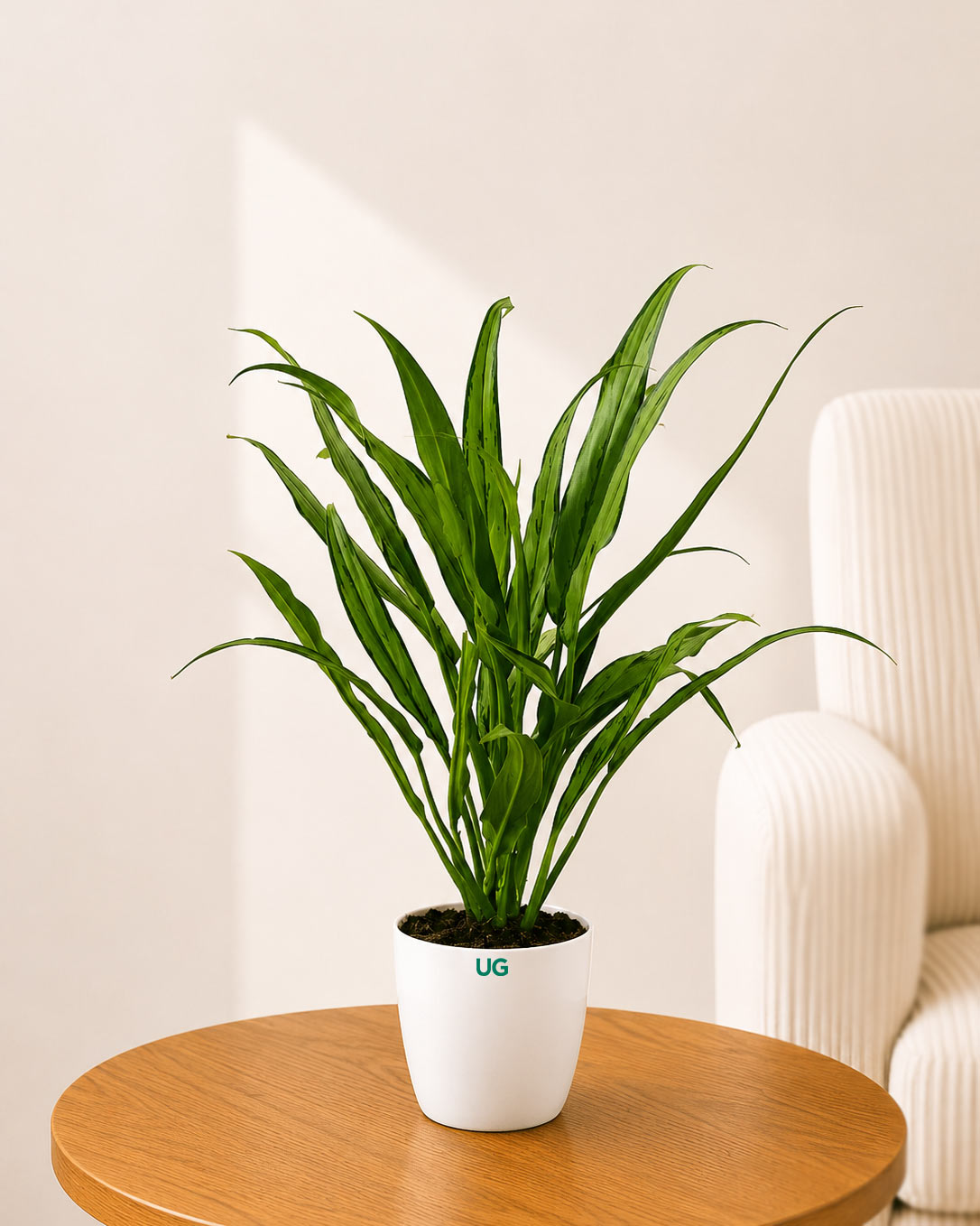 Aglaonema Commutatum Silver Queen