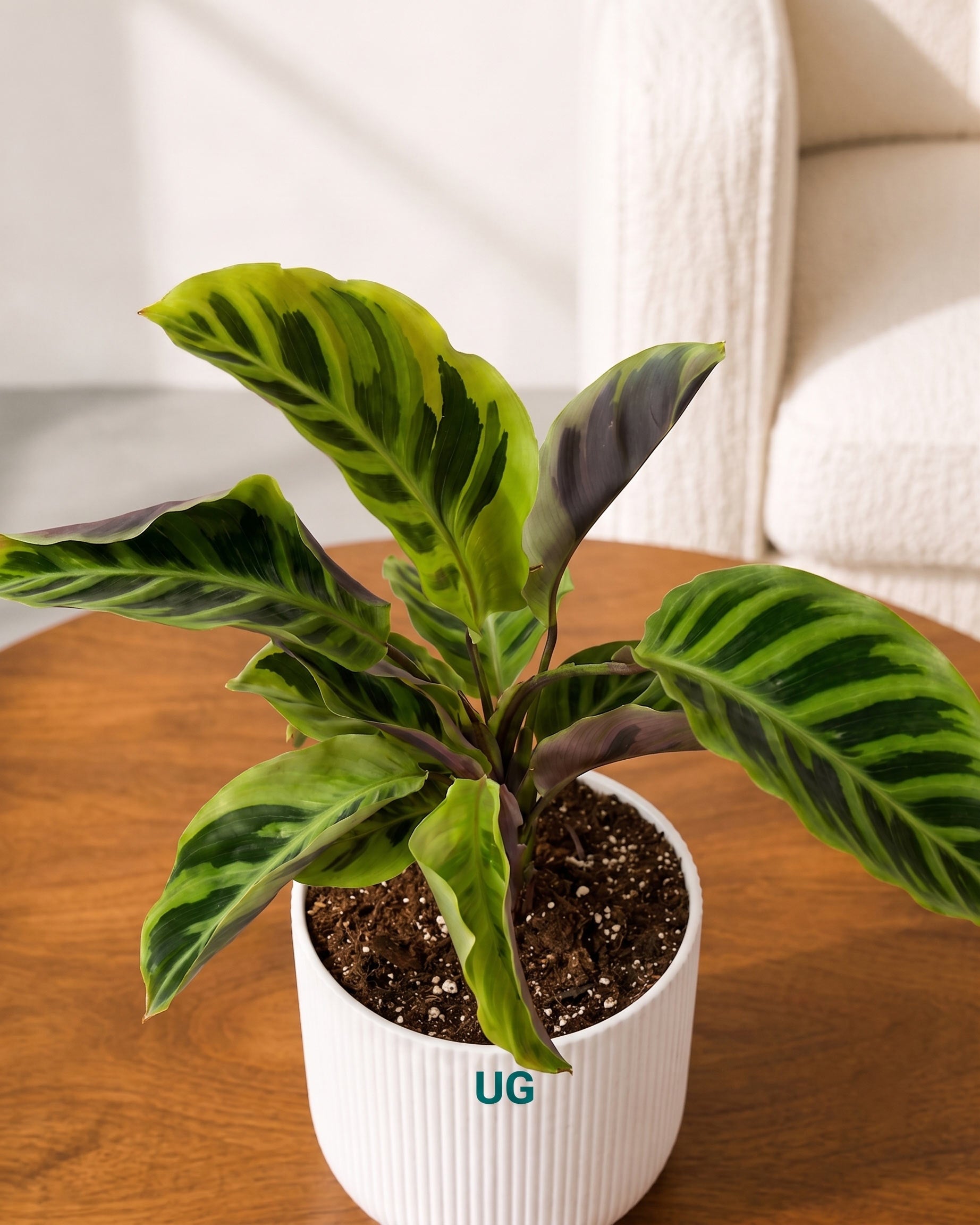 Calathea Yellow Fusion