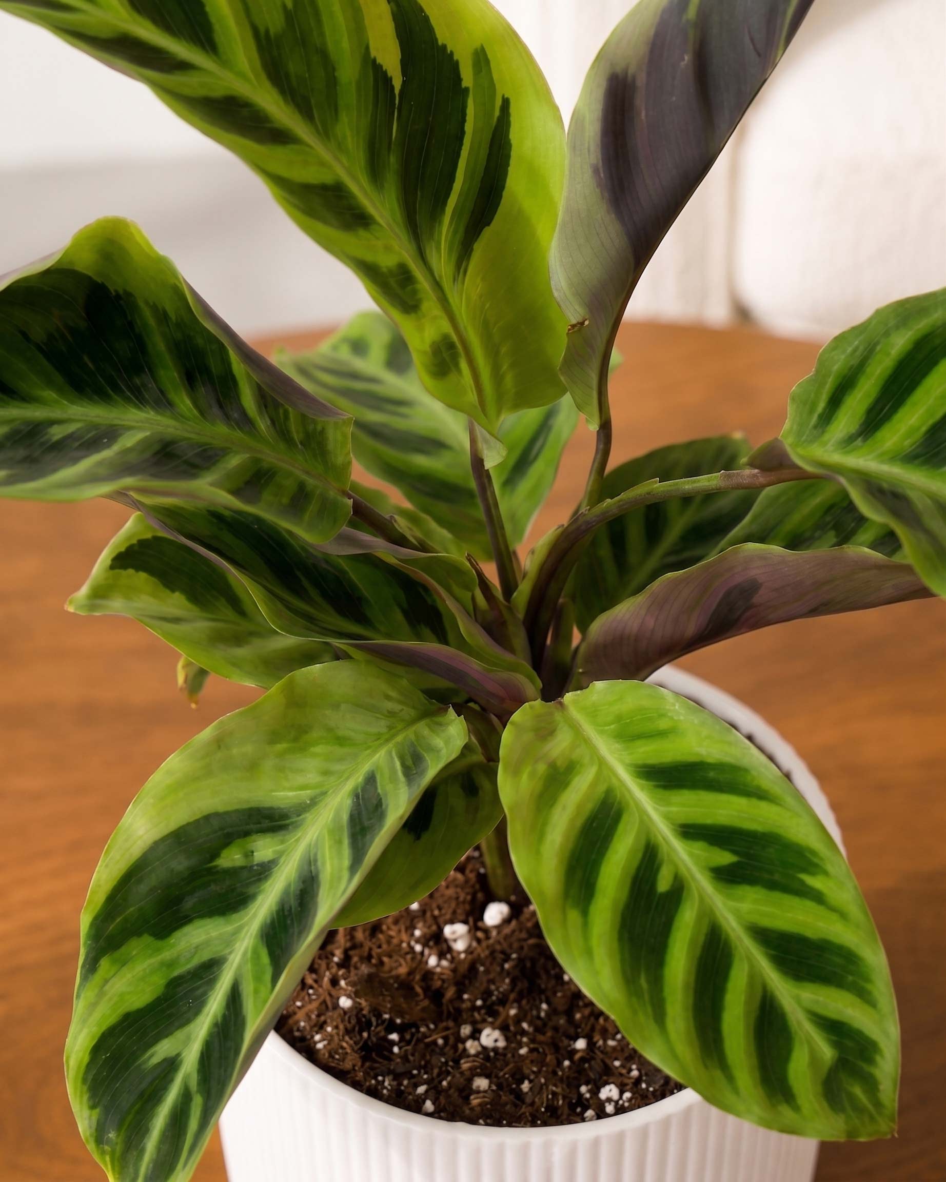 Calathea Yellow Fusion
