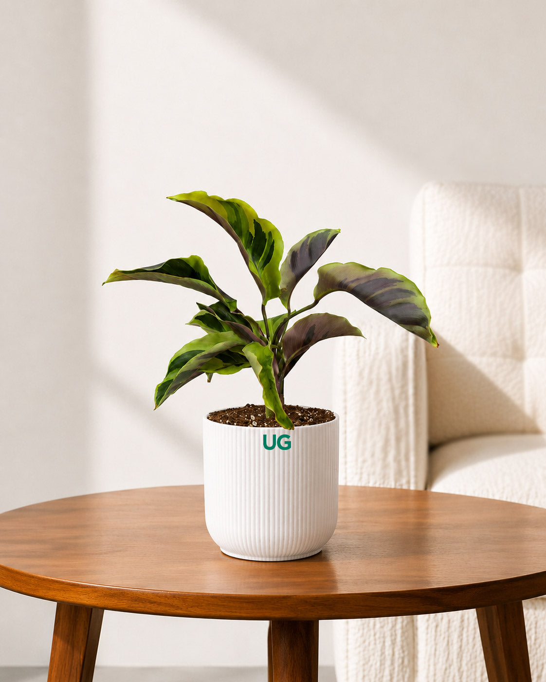 Calathea Yellow Fusion