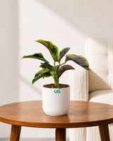 Calathea Yellow Fusion