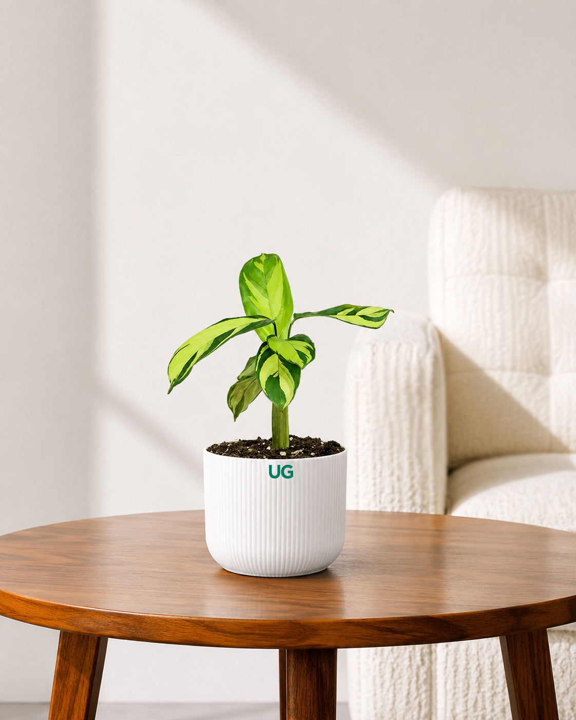 Calathea Golden Mosaic