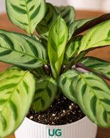 Calathea Golden Mosaic
