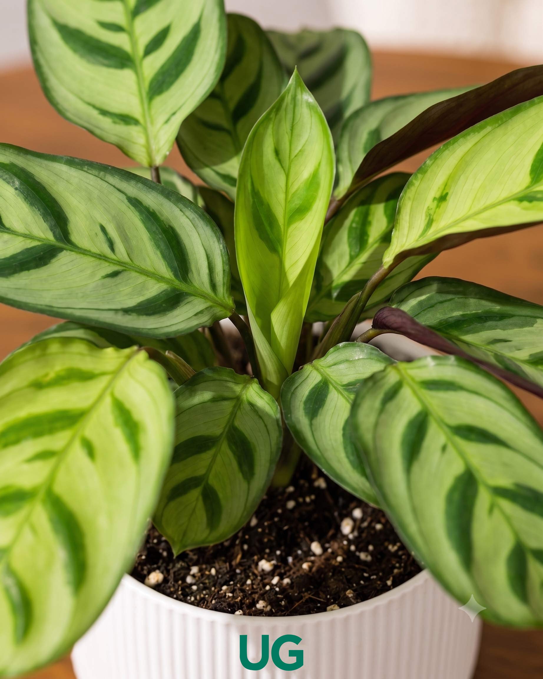 Calathea Golden Mosaic