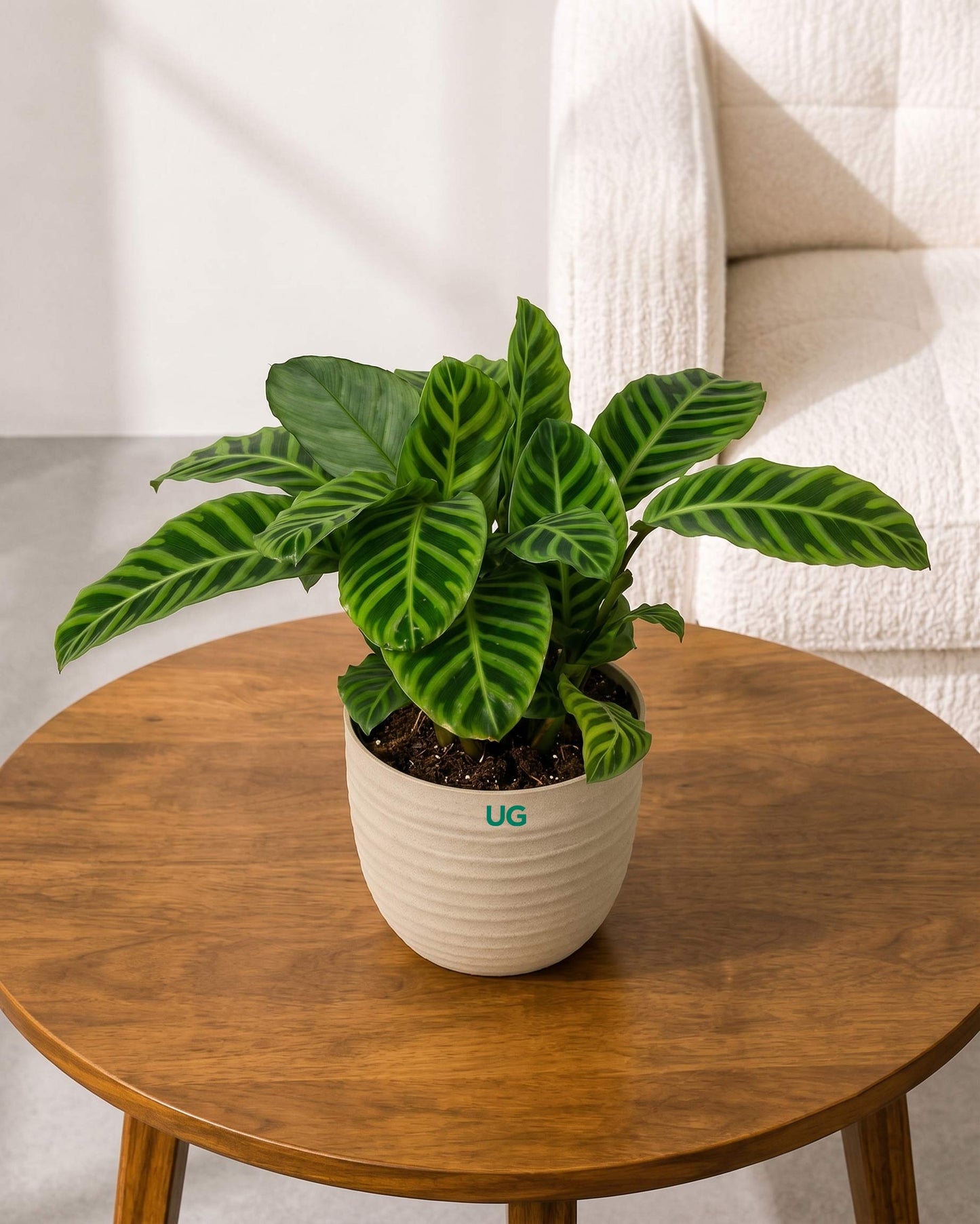 Calathea Zebrina