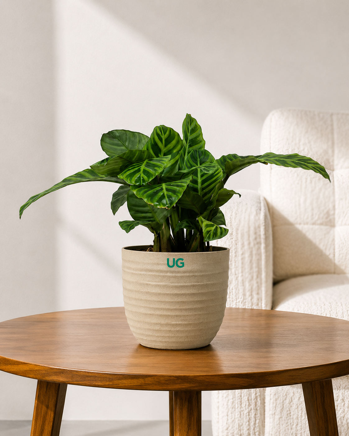 Calathea Zebrina