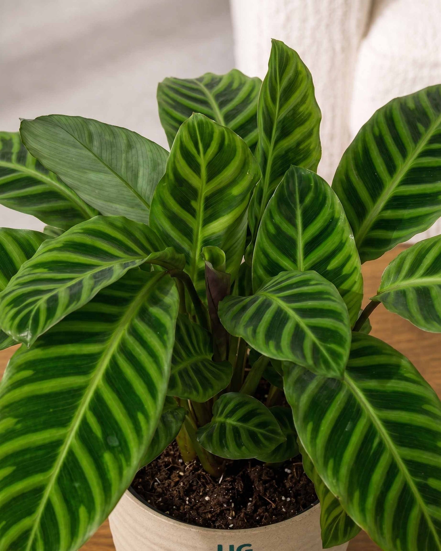 Calathea Zebrina