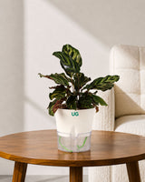 Calathea Peacock