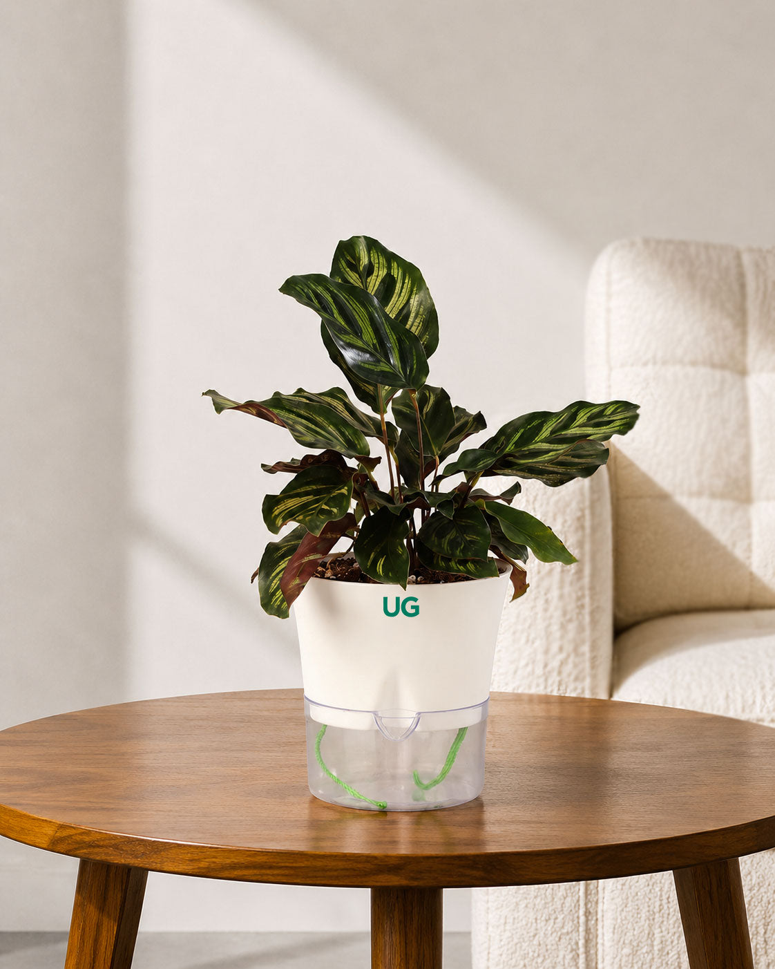 Calathea Peacock