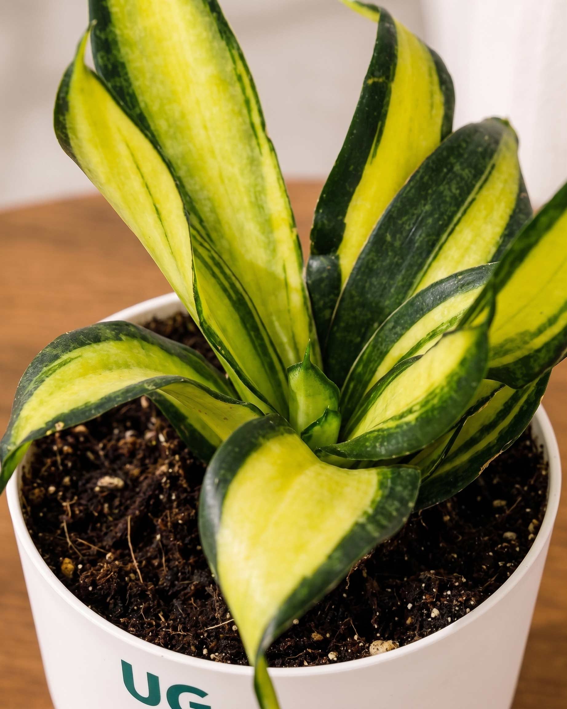 Twist Snake Plant in Self Watering Pot