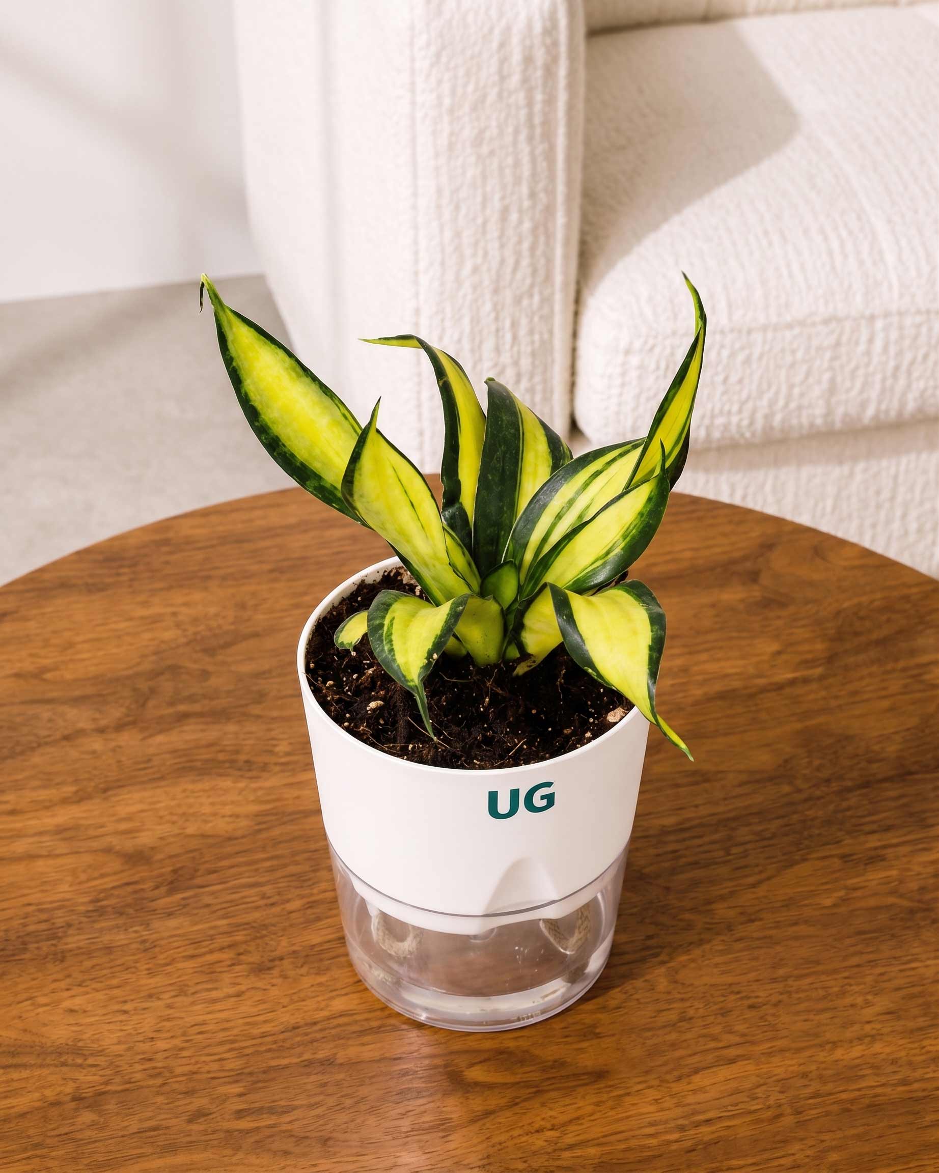 Twist Snake Plant in Self Watering Pot