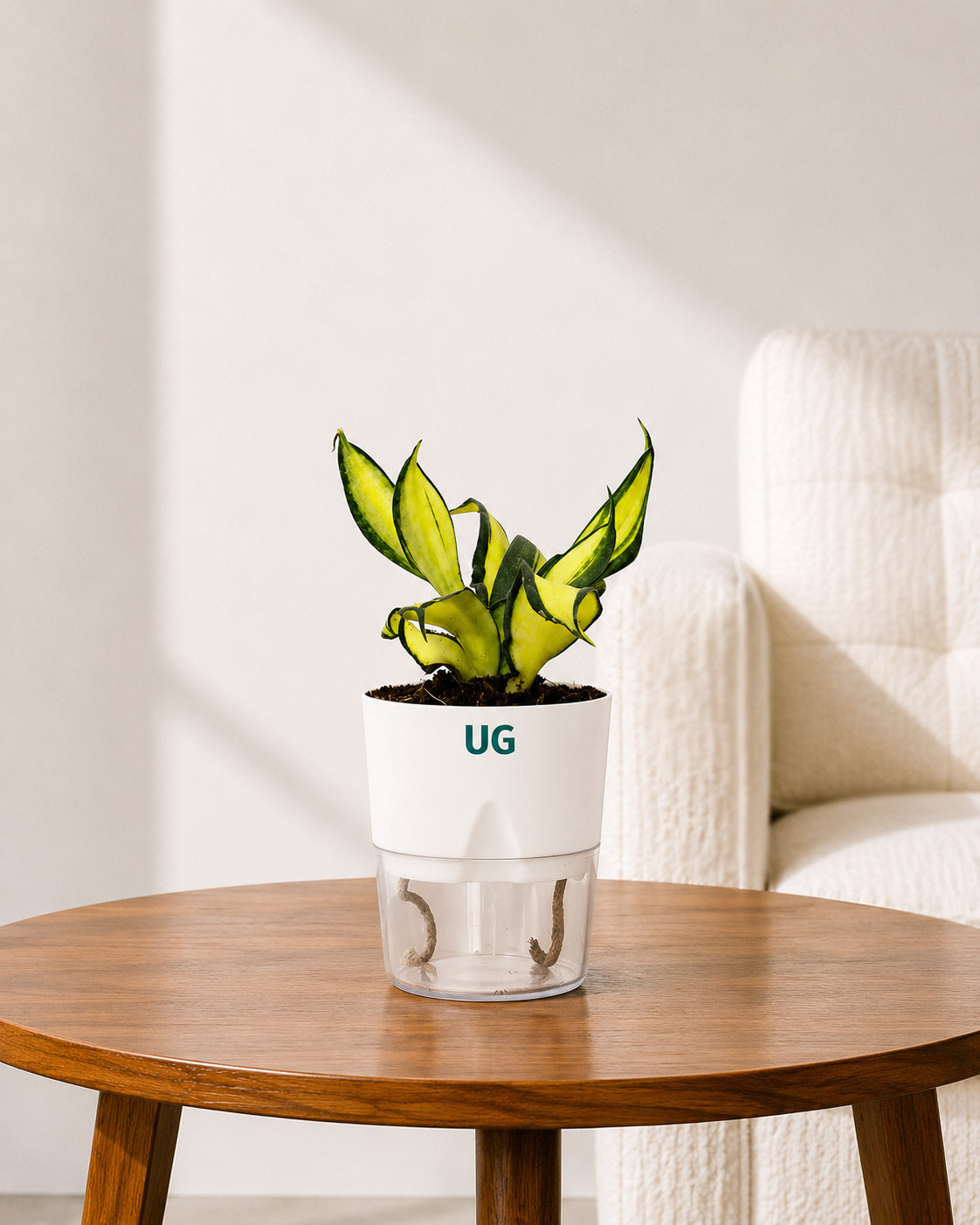 Twist Snake Plant in Self Watering Pot