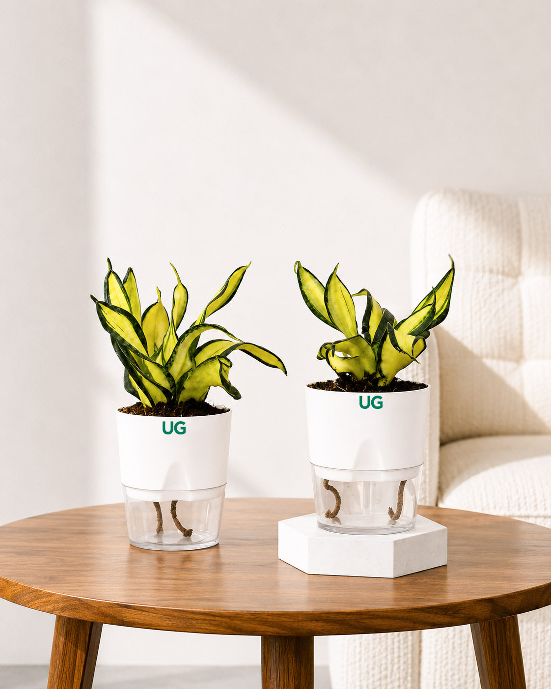 Twist Snake Plant in Self Watering Pot