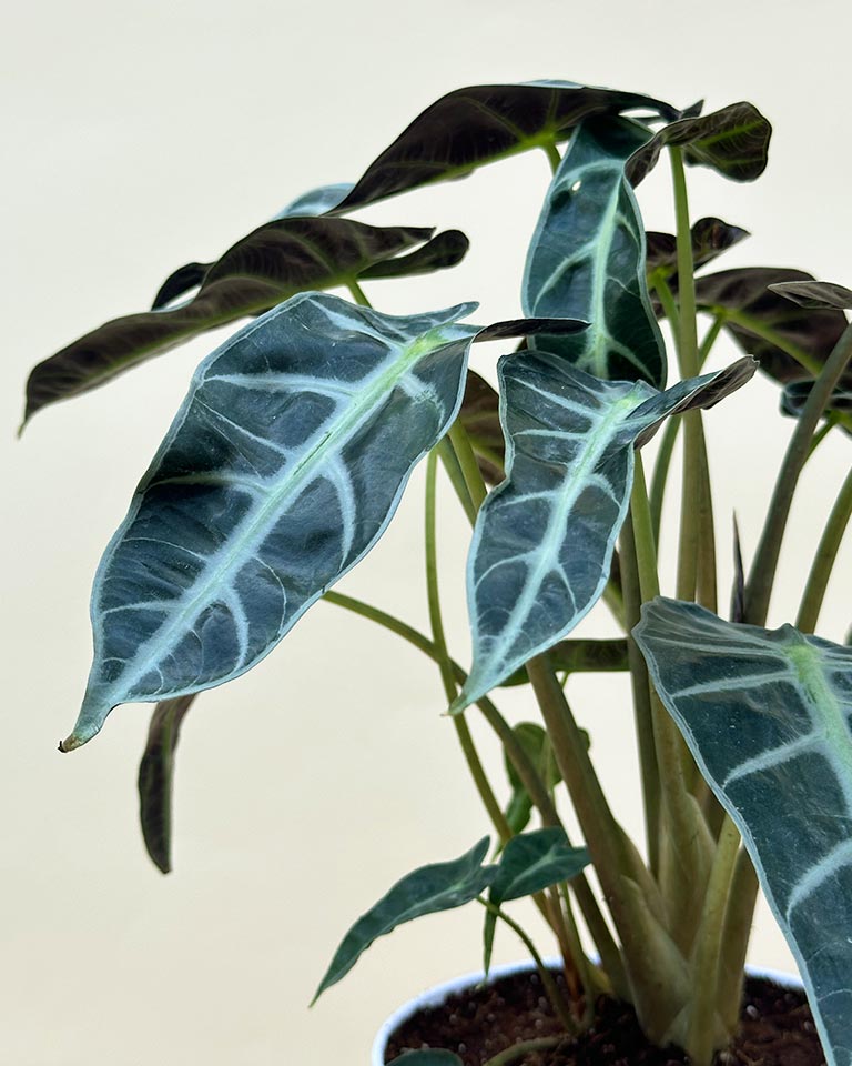 Alocasia Polly Plant