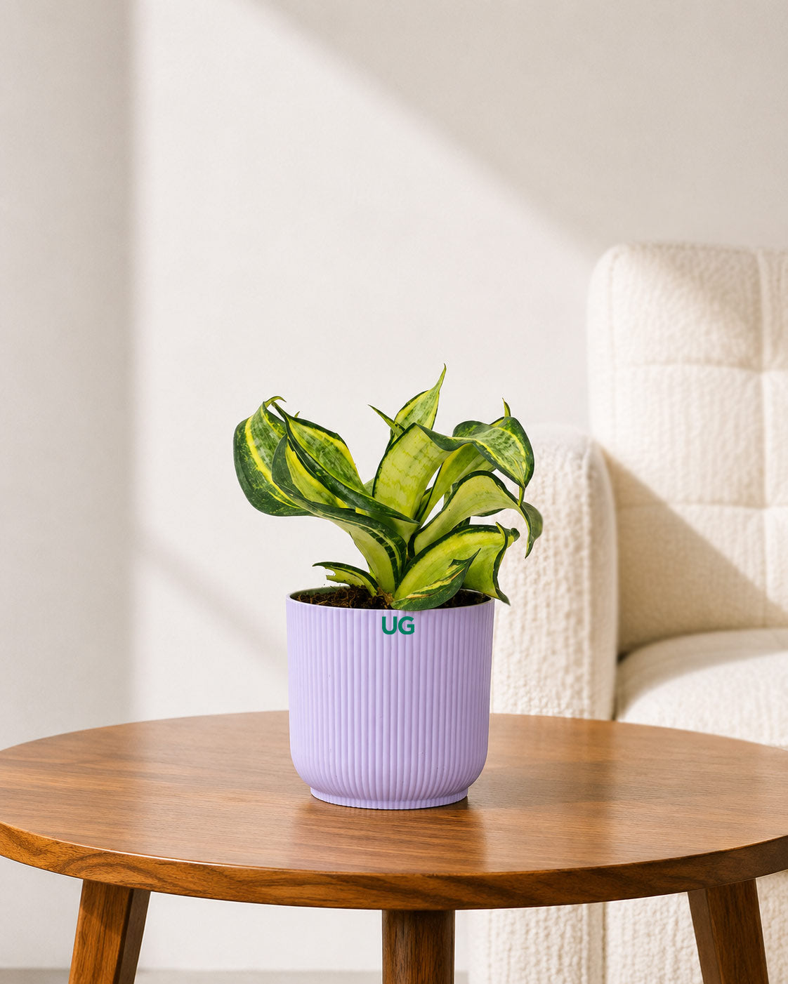 Twist Snake Plant
