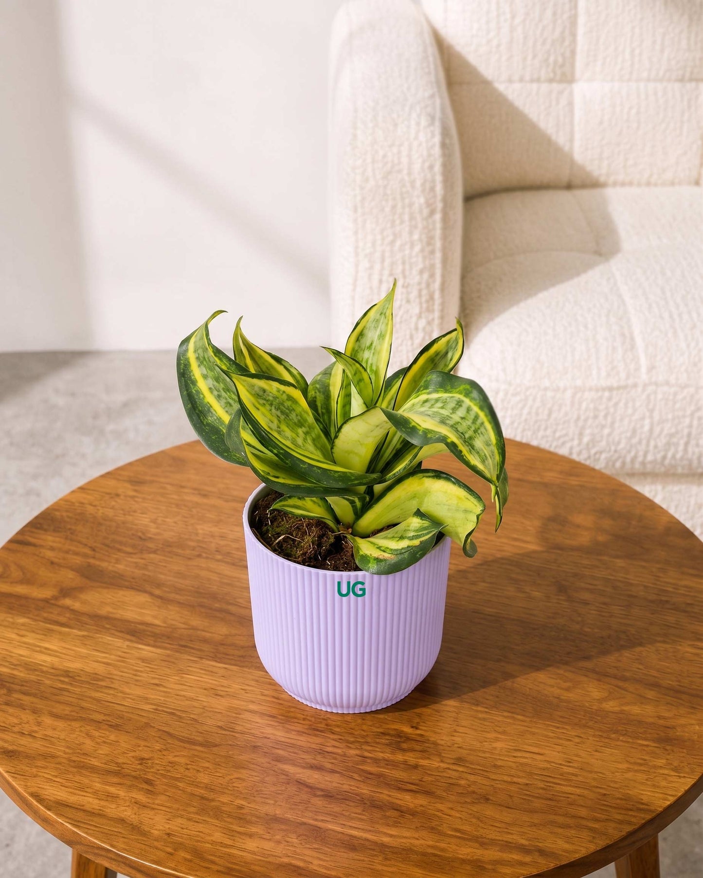 Twist Snake Plant