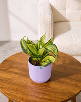 Twist Snake Plant
