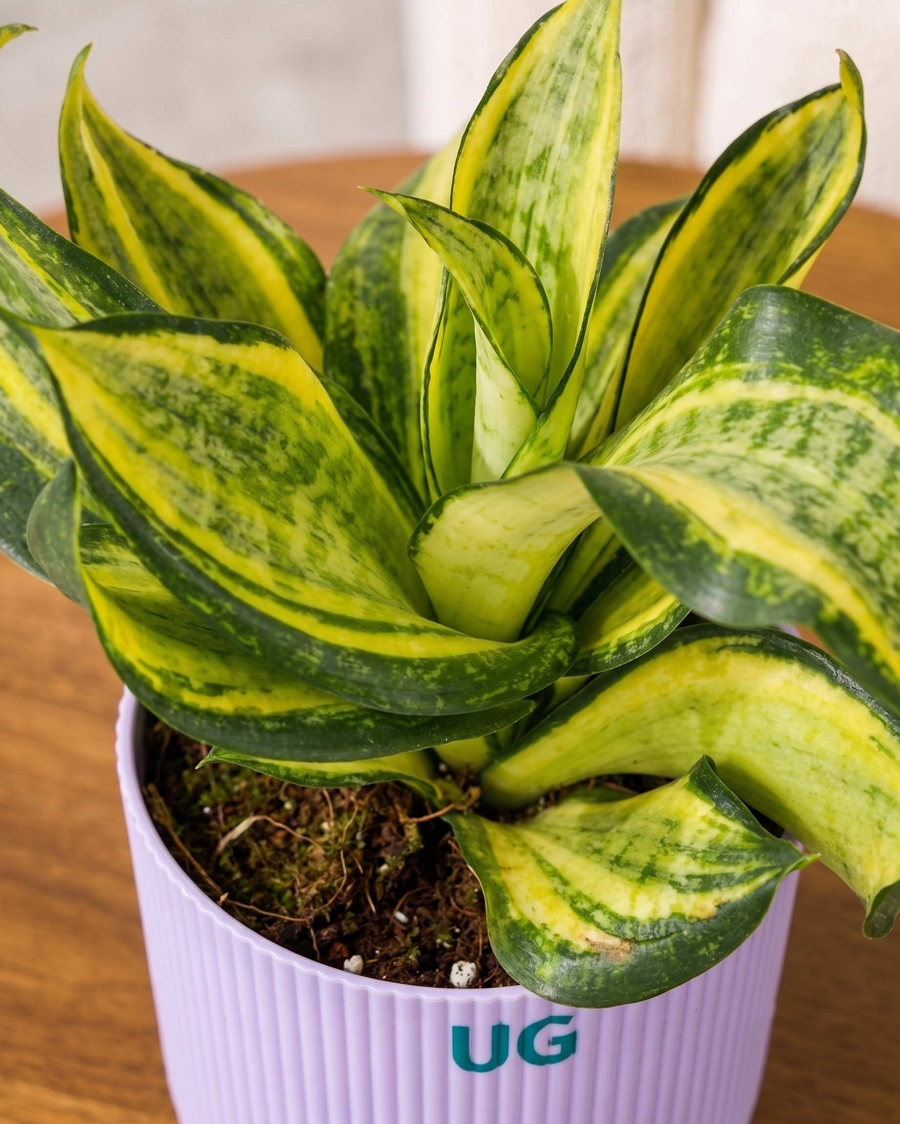 Twist Snake Plant