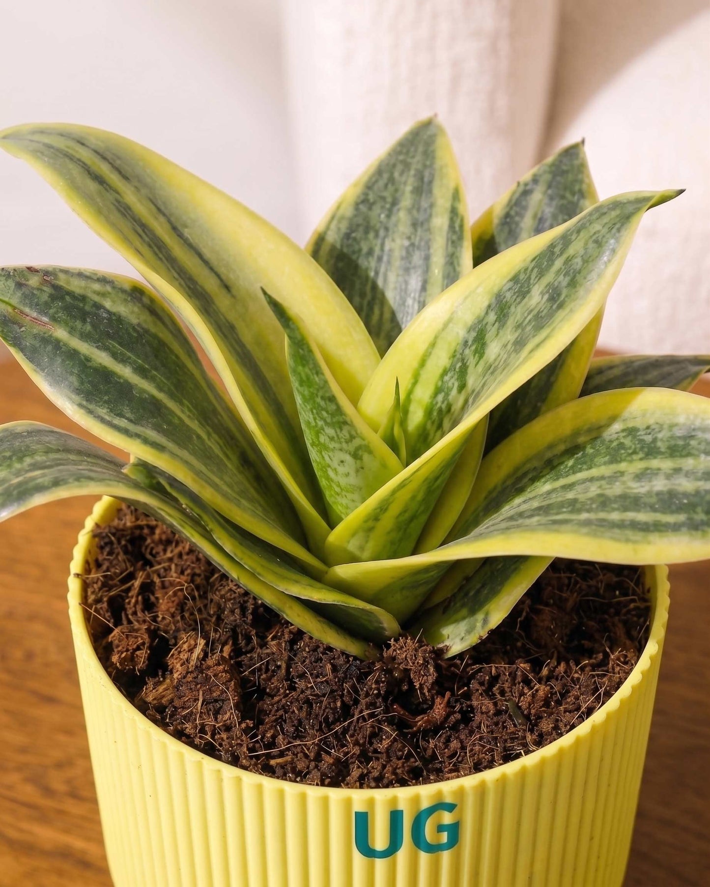 Golden Hahnii Snake Plant
