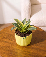 Golden Hahnii Snake Plant