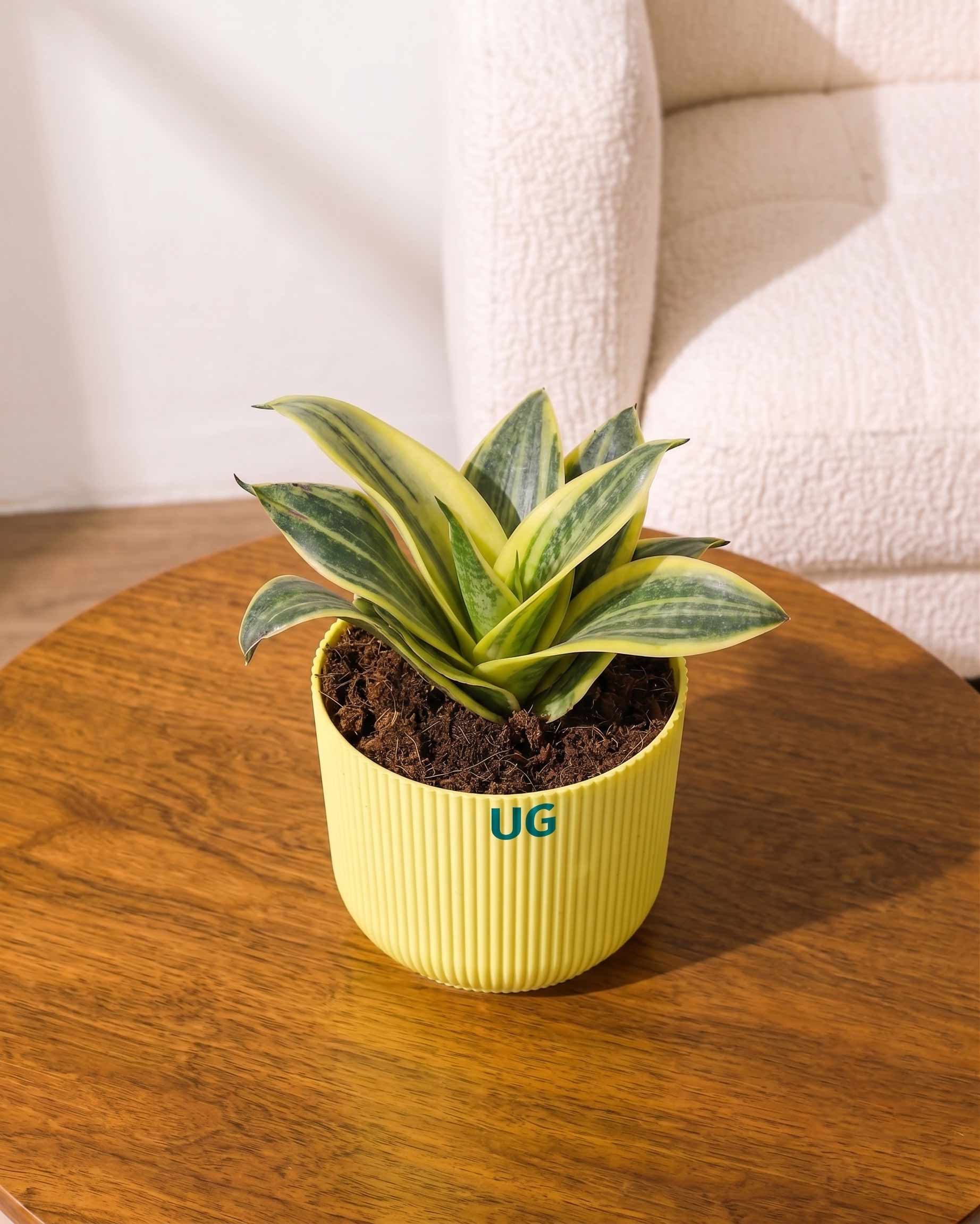 Golden Hahnii Snake Plant
