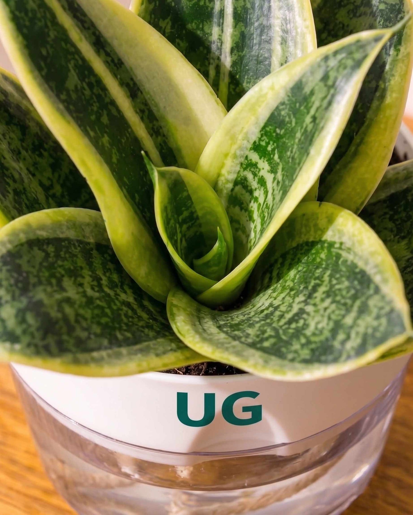 Golden Hahnii Snake Plant