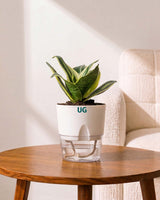 Golden Hahnii Snake Plant