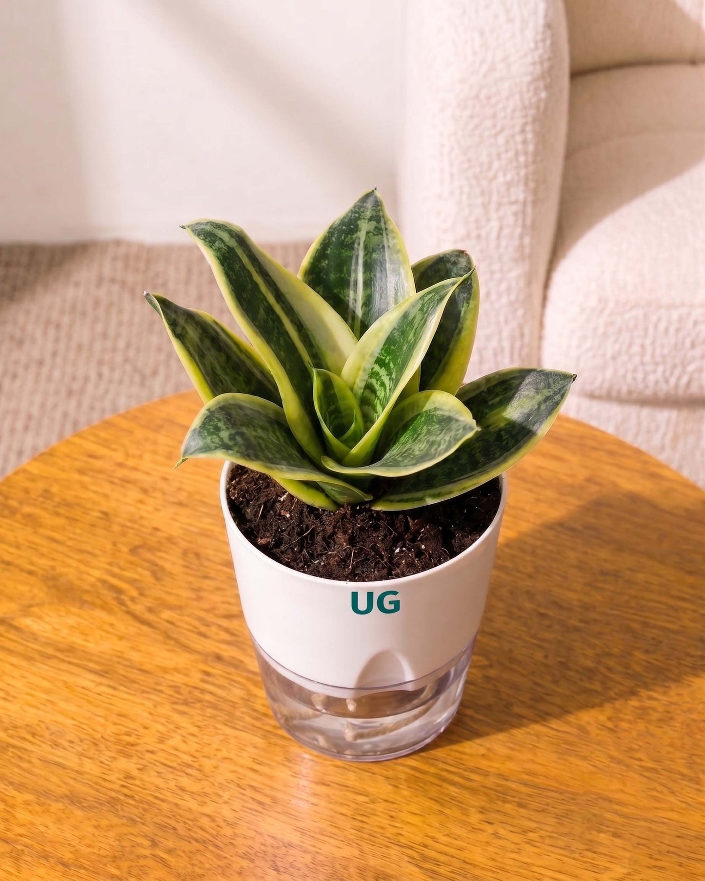 Golden Hahnii Snake Plant