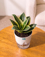 Golden Hahnii Snake Plant