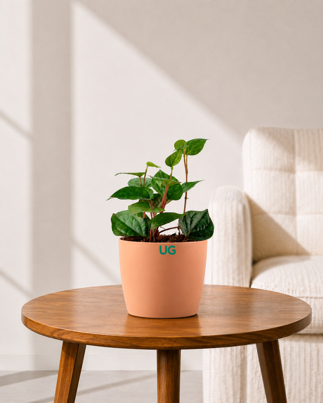 Betel Leaf Paan Plant