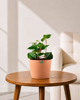 Betel Leaf Paan Plant