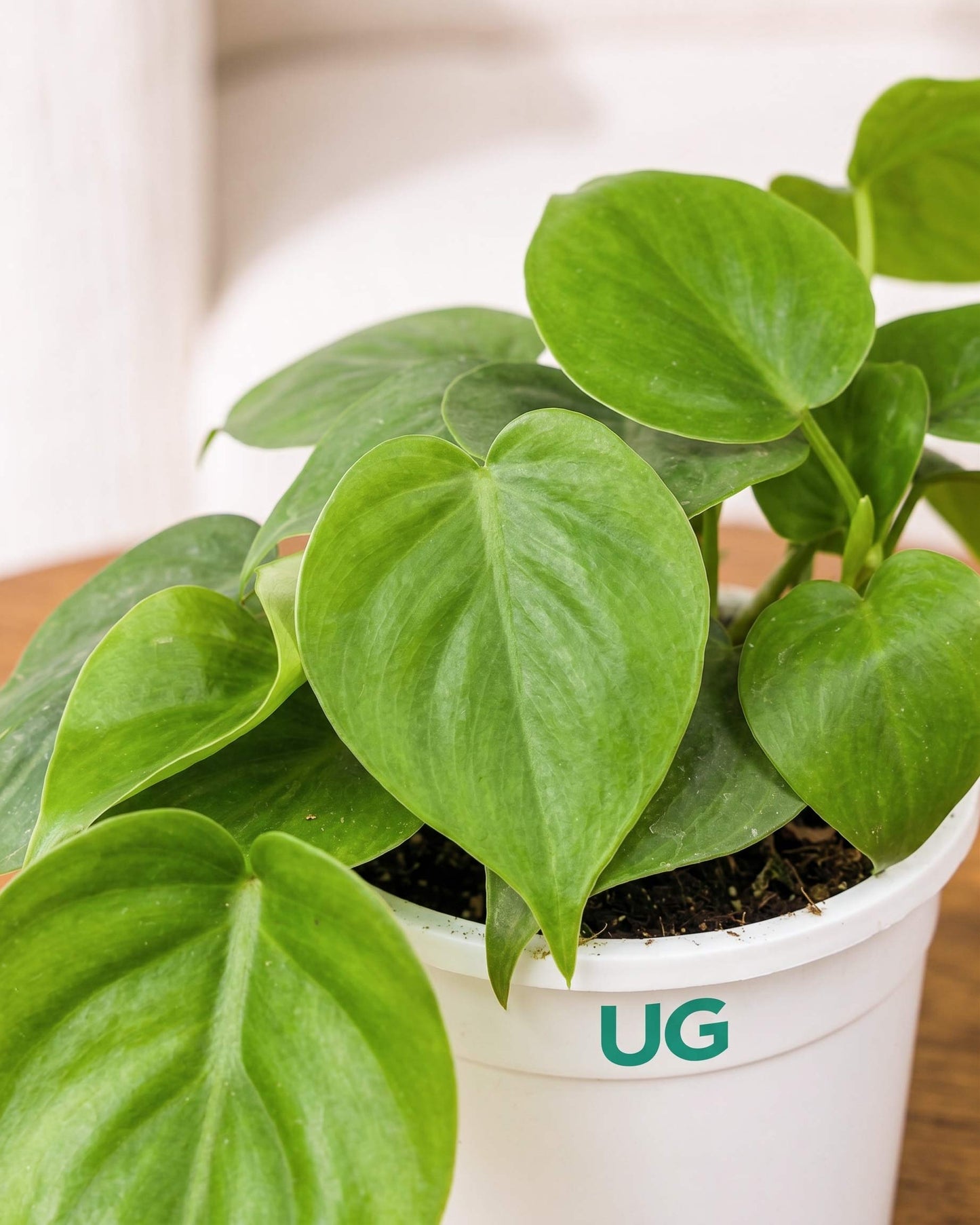 Oxycardium plant