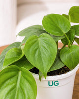 Oxycardium plant