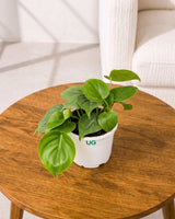 Oxycardium plant