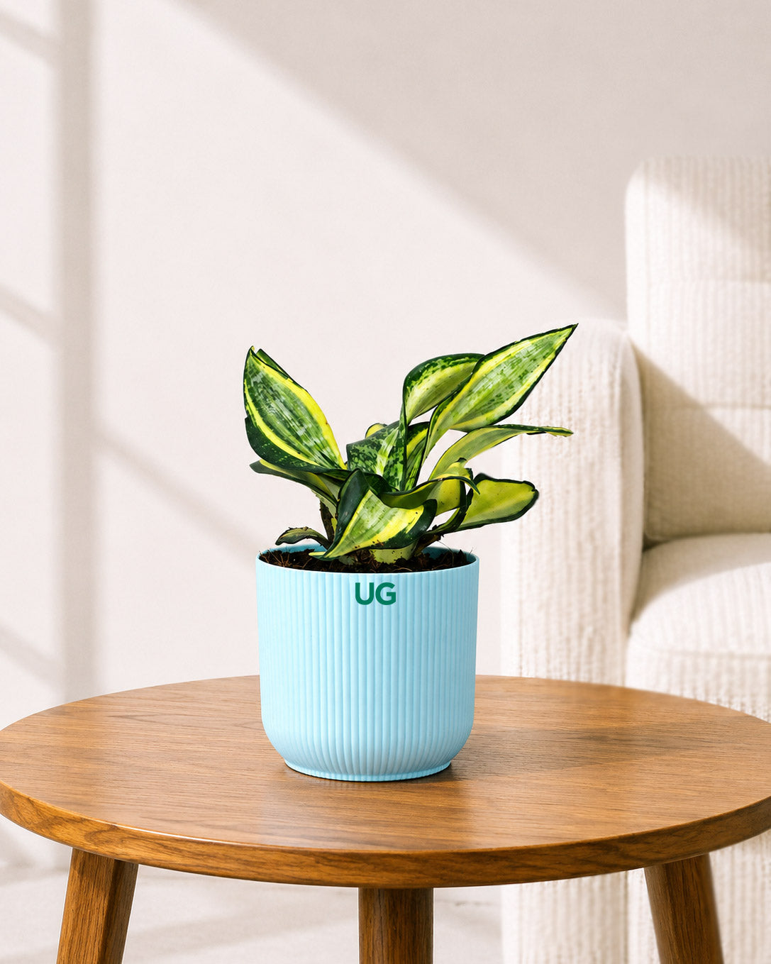 Golden Hahnii Snake Plant