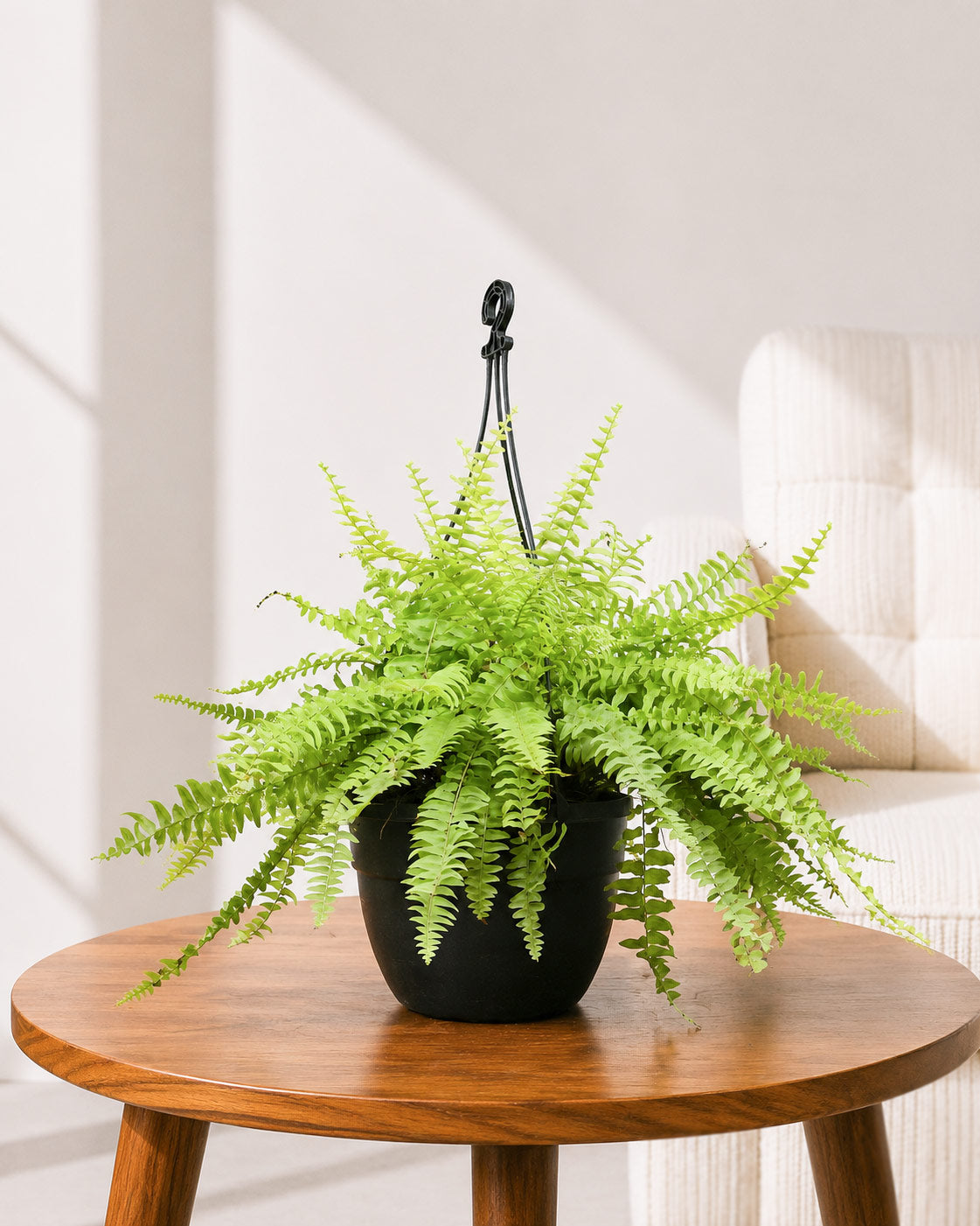 Golden Fern Hanging Basket