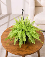 Golden Fern Hanging Basket