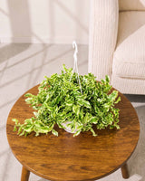 Curly Pedilanthus Variegated in Hanging Basket