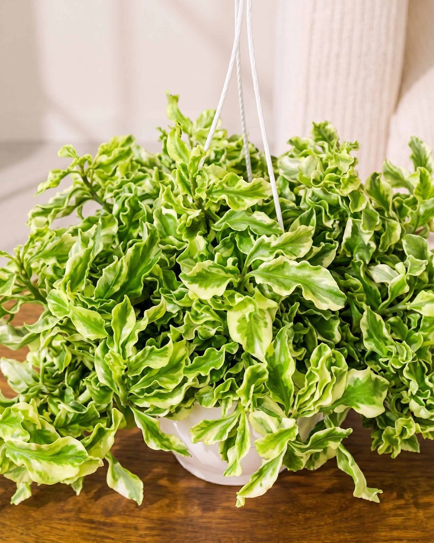 Curly Pedilanthus Variegated in Hanging Basket