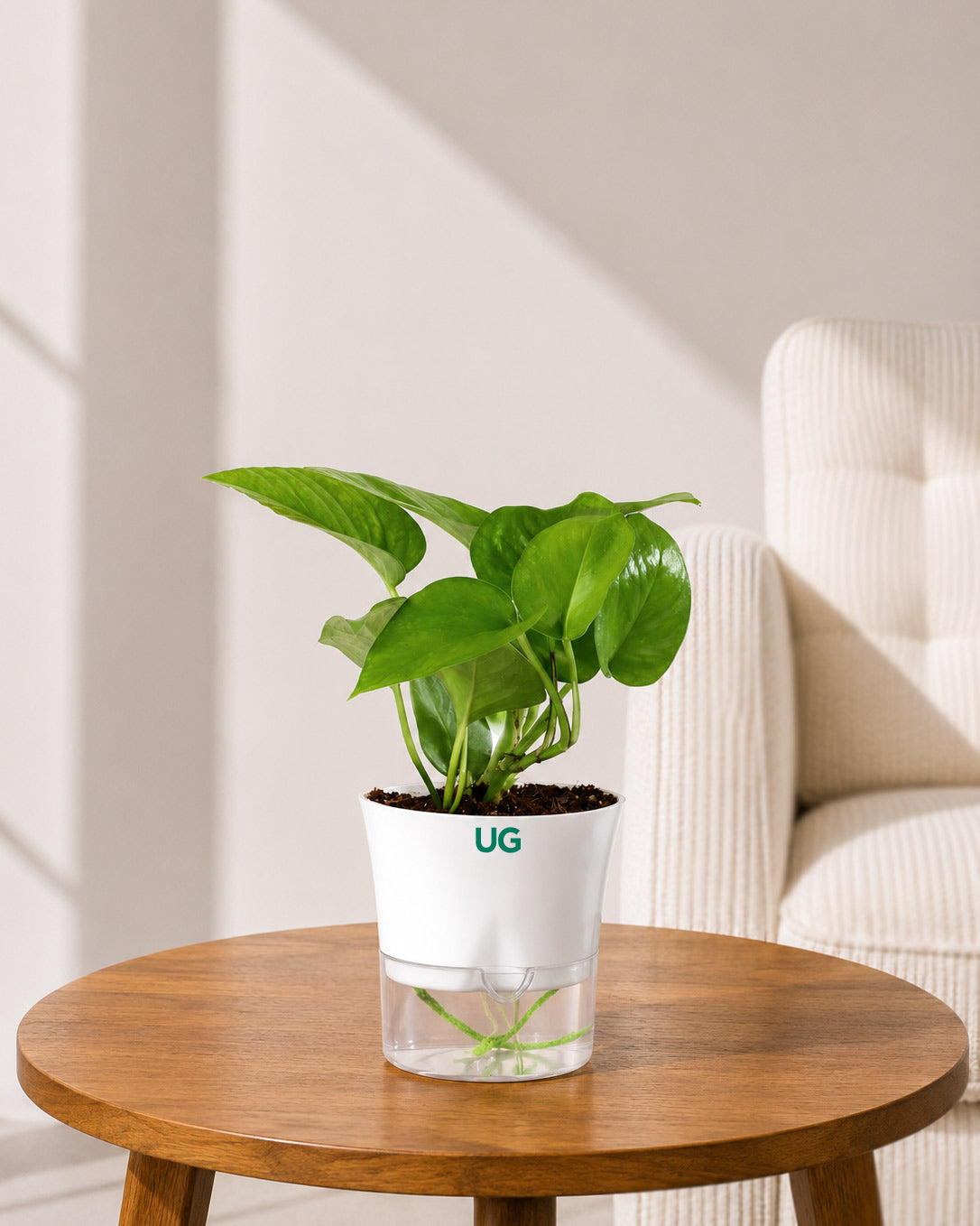 Money Plant Green in Self Watering Pot