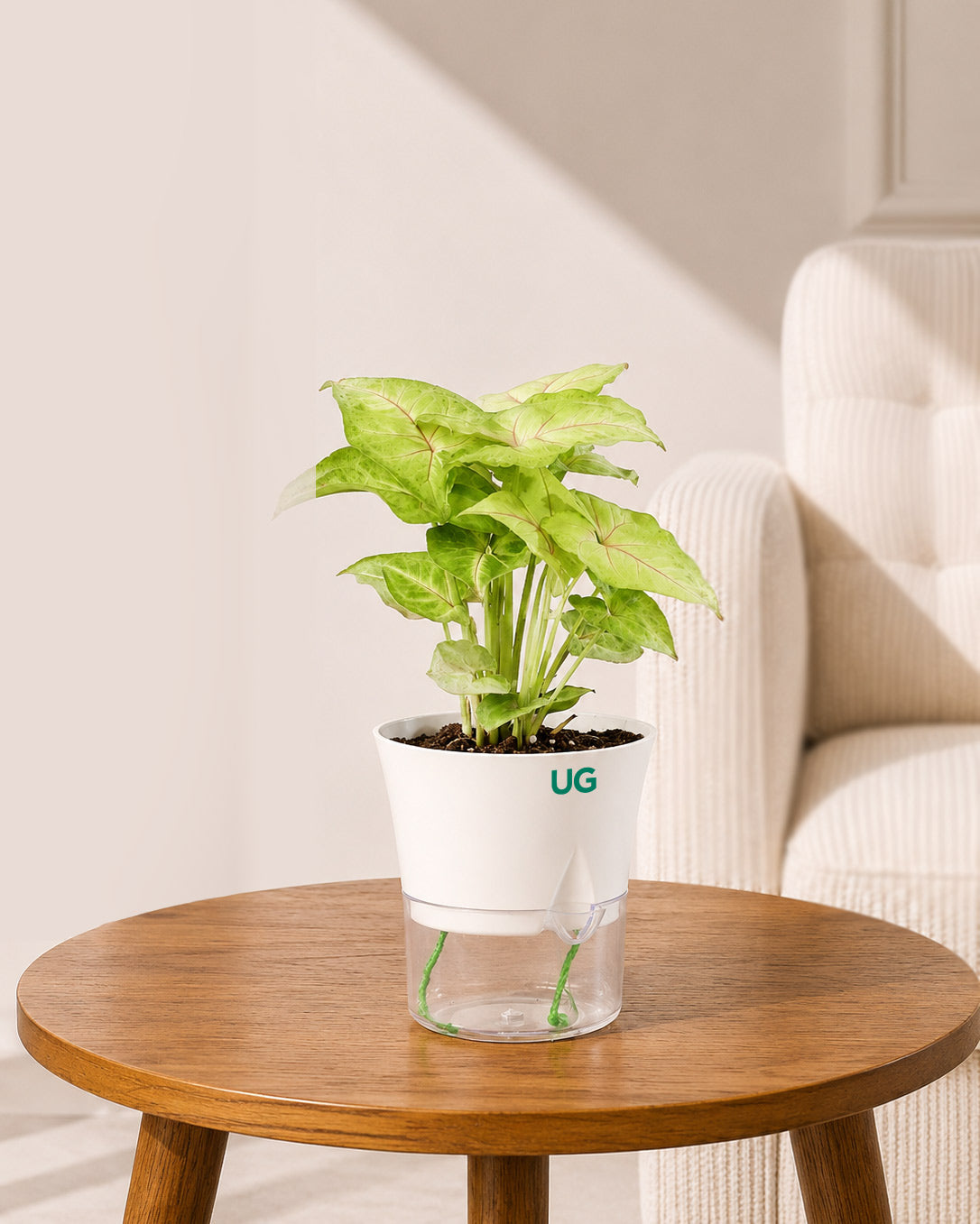 Syngonium Plant in Self-Watering Planter