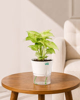 Syngonium Plant in Self-Watering Planter